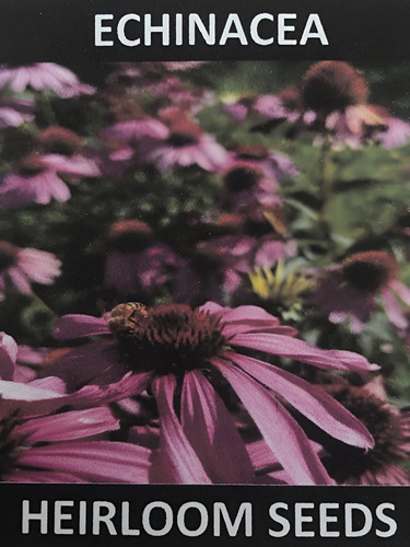 [HSECHI50] Heirloom seeds Echinacea 50seeds